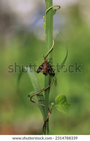 A wasp moth perching on grass leaf isolated on blurry green background, image for mobile phone screen, display, wallpaper, screensaver, lock screen and home screen or background 