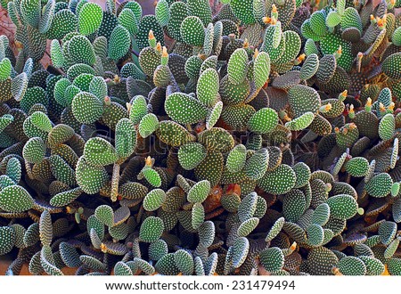 cactus Royalty-Free Stock Photo #231479494