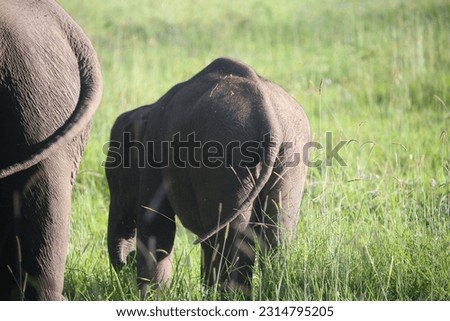 the elephant with its baby in search of food in the forest