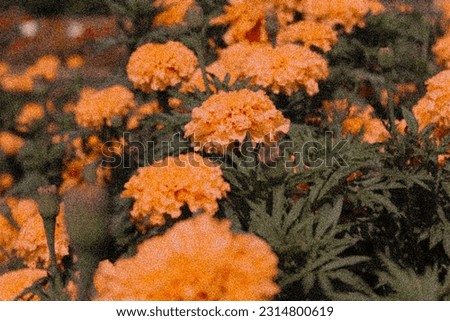 Vintage Film aesthetic floral photography with orange flowers