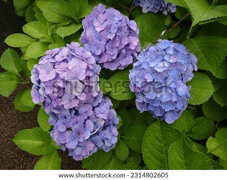 It is a picture of a flower called hydrangea. Recommended when you need a flower image or when you want to create a summer atmosphere.