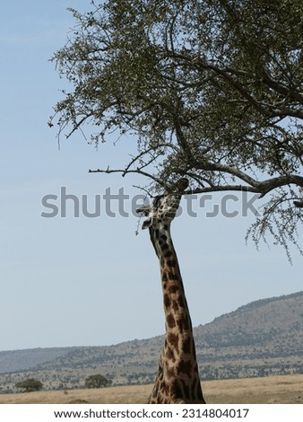 Maasai Giraffe  ( Giraffa tippelskirchi ) Family-order - Giraffidae Artiodactyla and acacia tree, Serengeti National park, Tanzania, Africa Royalty-Free Stock Photo #2314804017