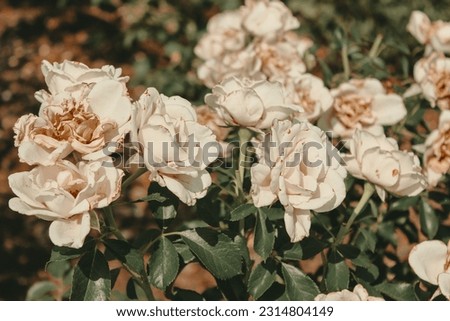 Vintage aesthetic botanical photography with white roses