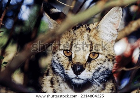  leptailurus serval or spotted wild cat of South Africa