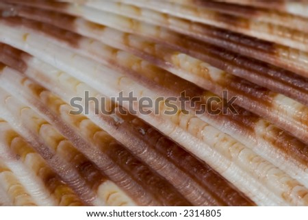A close up picture of a sea shell