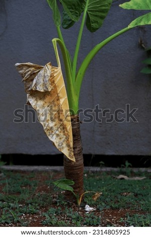 One wilted taro plant leaf and one new taro plant shoot start growing in front of tree trunk 