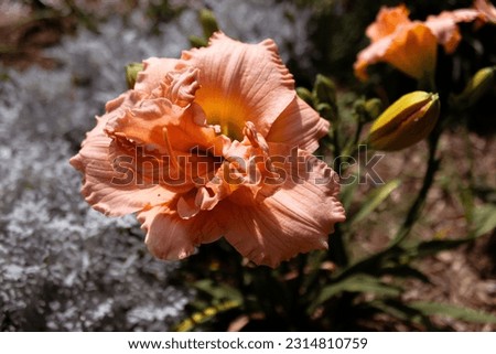 Vivid botanical photography with orange flowers