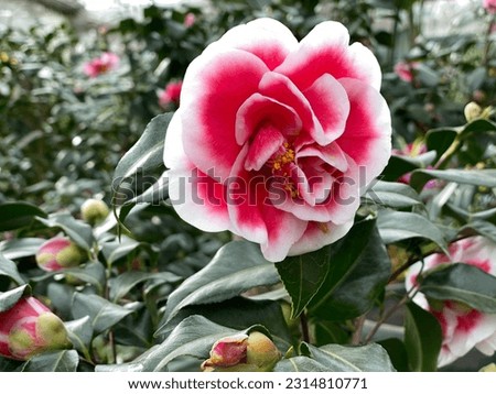 The camellia flower in the flower garden of Jeju Island is the symbolic flower of the Chanel brand.