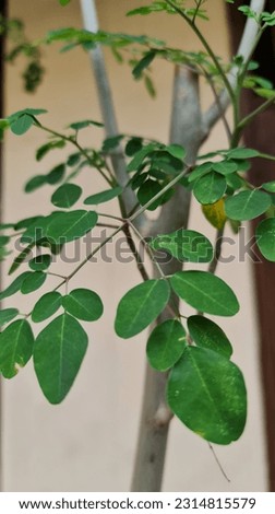 The leaves of the Moringa tree (Moringa oleifera), green in color, have food benefits because of their high nutrient and nutritional content, which are useful for the health of the human body.