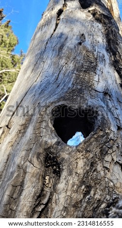 The Heart shape in a tree, love concept