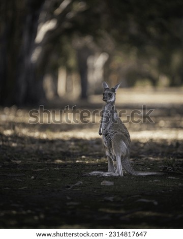 Kangaroo at Yanchep National Park - Perth, WA.