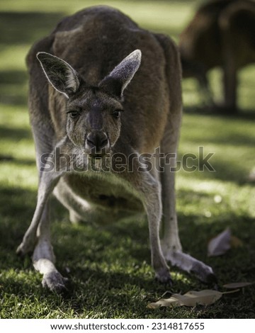 Kangaroo at Yanchep National Park - Perth, WA.