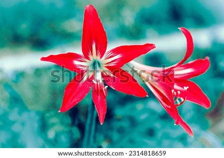 A Variety Of BEautiful Flowers Images