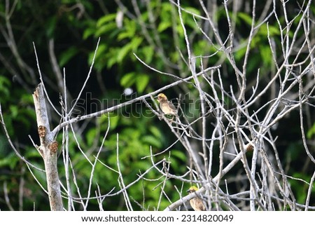 Wildlife Bird Nature Animal Spotting Tasik Bera, Pahang, Malaysia