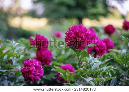 Peony blossoms in summer evening. Close view.