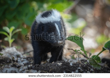 Baby skunks in a garden among hosta and foliage. Cute tiny adorable critters.  Royalty-Free Stock Photo #2314822555