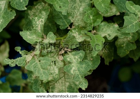 Eggplant leaves and plant diseases Royalty-Free Stock Photo #2314829235