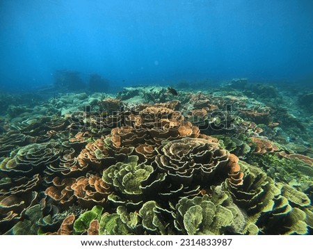 Exotic Coral Reefs in Karimunjawa Island