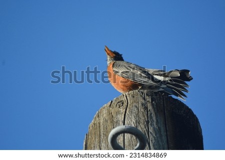 This is a picture of a robin on top of a telephone pole