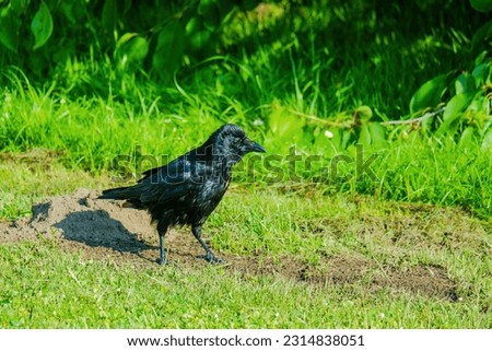 Carrion crow (Corvus corone) black bird perched on ground