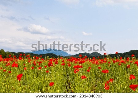 Field of poppies on the background of the mountains and sky