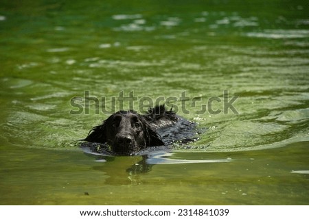 Flat coated retriever swimming in lake