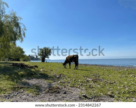 photography with cows in lake Chapala Jalisco Mexico