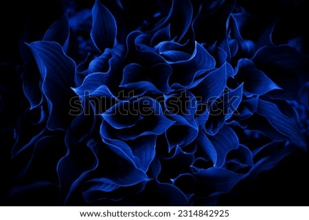 tropical leaves, abstract nature background, dark blue toned