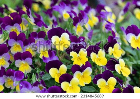 A viola pansy found in the botanical garden. viola tricolor, little pansy Royalty-Free Stock Photo #2314845689