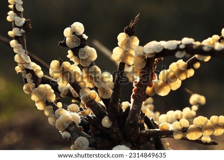 Natural background with indigenous mushrooms that people use for cooking. Pictures for public relations, documentaries Knowledge of local mushrooms. Group of white mushrooms on an old log in forest