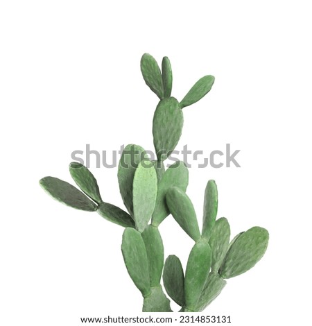 Beautiful big green cactus on white background Royalty-Free Stock Photo #2314853131