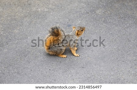 An eastern fox squirrel foraging at a park in San Diego, California USA.