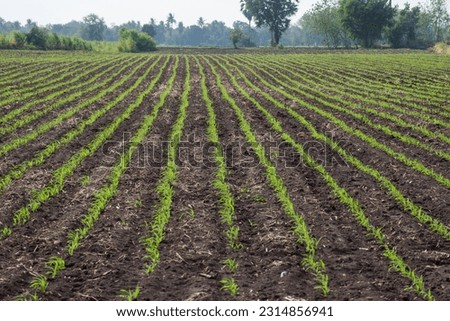 Field with young corn crop.selective focus picture of organic young corn at agriculture field 
