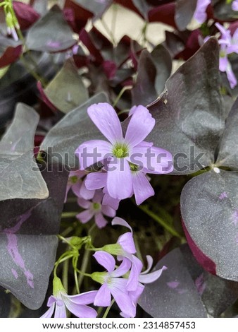 Butterfly flower is an ornamental plant that comes from the genus Oxalis. This plant is an edible perennial plant, belonging to the Oxalidaceae family