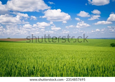 Cultivated spring agricultural fields on the background blue sky with white clouds