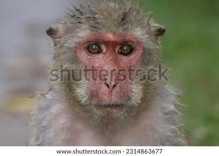close up picture of monkey face In the forests of Asia, Thailand