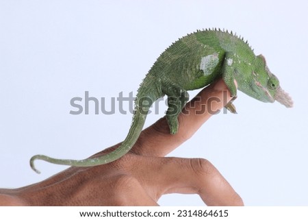 handling a fishcer's chameleon ( Kinyongia fischeri )