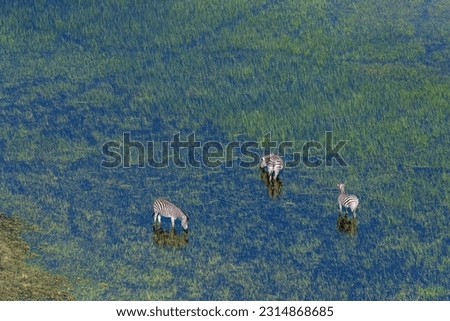 Aerial shot of a herd of Zebras grazing in the Okavango delta wetlands in Botswana. Royalty-Free Stock Photo #2314868685