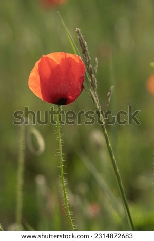 single poppy flower in the meadow