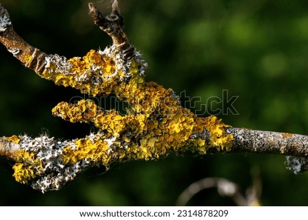 yellow and white Lichen on a forked twig with a natural green background