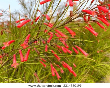 Small red trumpet shaped flowers