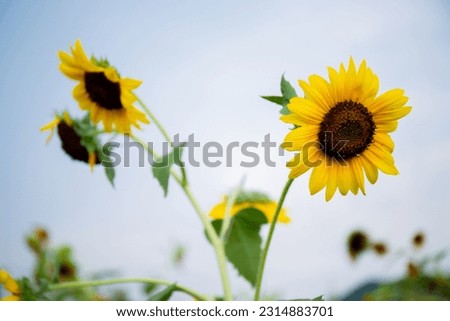 Blooming sunflowers make a beautiful background
