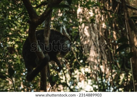 a single Yucatán or Guatemalan Black Howler Monkey (Alouatta pigra) at the Community Baboon Sanctuary, Belize District, Belize resting on a branch