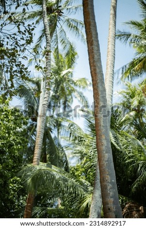 Wonderful palms on Maldives. Spring time