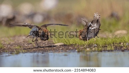 Ruff - male birds fighting at a wetland on the mating season in spring