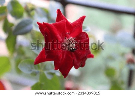 Very beautiful red rose picture