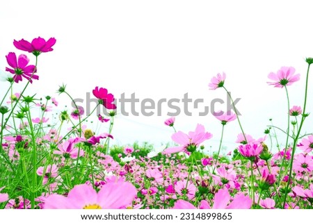 Beautiful cosmos flower blooming in the field,Pink flowers cosmos blooming in summer.