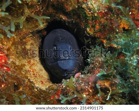 Black moray eel hiding in the hole. Colorful seascape with eel. Marine life animal portrait. Underwater photography from scuba diving with aquatic wildlife. Travel picture, underwater adventure.