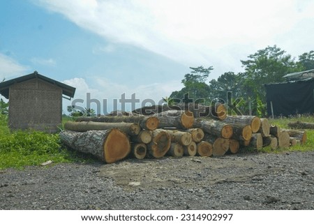 photo of logs from large trees that line the rice fields