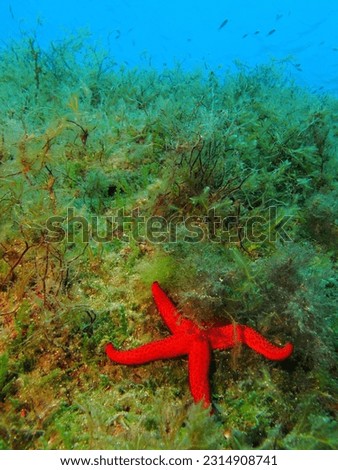 Red starfish and sea grass, underwater photography from scuba diving. Marine life, travel picture. Wildlife in the ocean. Vacation underwater adventure.